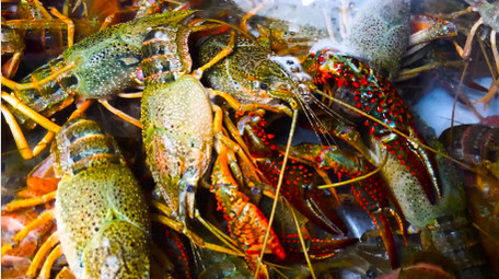 动物水产品小龙虾新鲜食材4K实拍