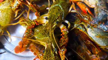 动物水产品小龙虾新鲜食材4K实拍