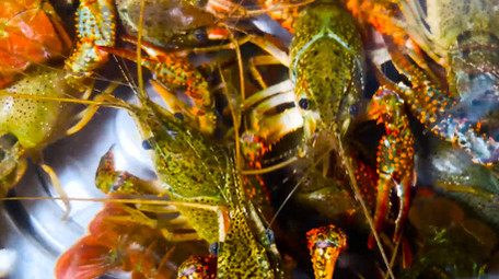 动物水产品小龙虾新鲜食材4K实拍