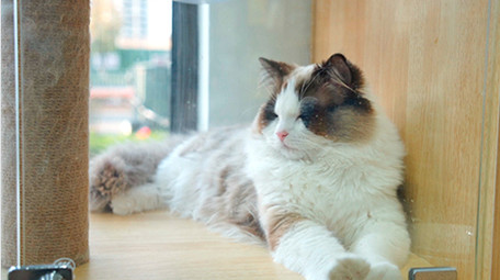 萌宠动物宠物猫实拍视频