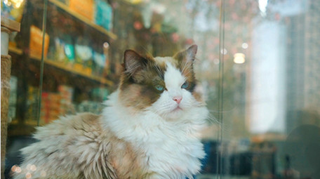 萌宠动物宠物猫实拍视频