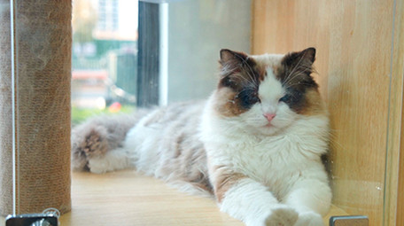 萌宠动物宠物猫实拍视频