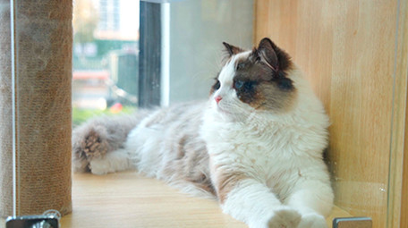 萌宠动物宠物猫实拍视频