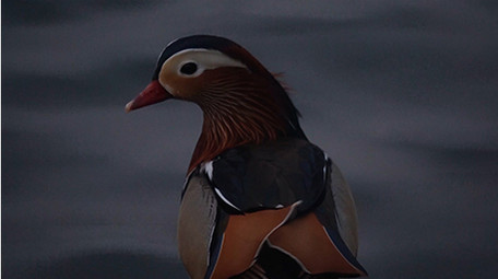 动物鸳鸯成双成对幸福美满实拍视频