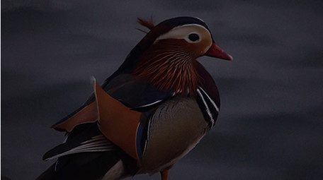 动物鸳鸯成双成对幸福美满实拍视频