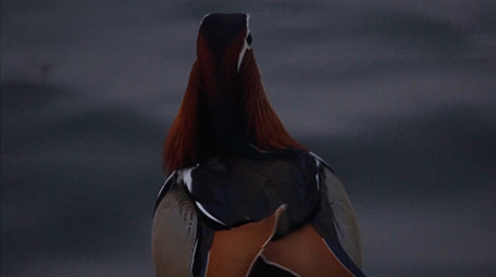 动物鸳鸯成双成对幸福美满实拍视频