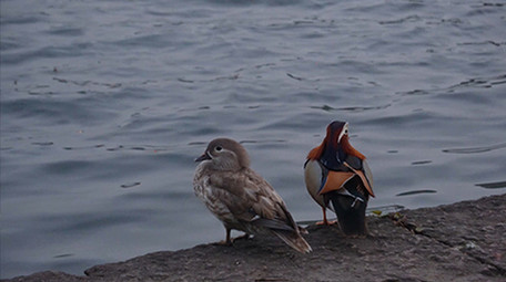 动物鸳鸯成双成对幸福美满实拍视频
