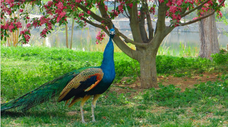 实拍动物孔雀4K视频