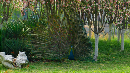 实拍动物孔雀4K视频