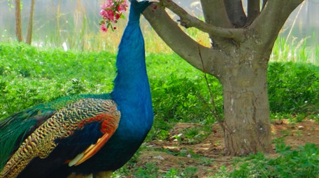实拍动物孔雀4K视频