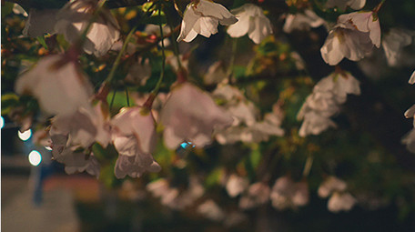 实拍温暖治愈夜晚灯光下的花朵视频素材