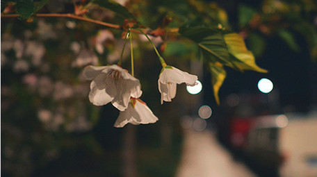 实拍温暖治愈夜晚灯光下的花朵视频素材