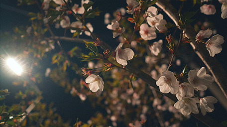 实拍温暖治愈夜晚灯光下的花朵视频素材