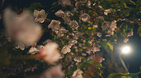 实拍温暖治愈夜晚灯光下的花朵视频素材