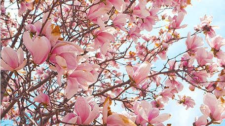 实拍春天春暖花开阳光穿透玉兰花花瓣视频