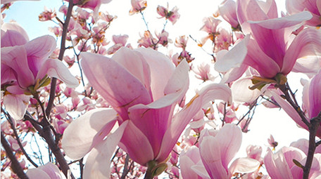 实拍春天春暖花开阳光穿透玉兰花花瓣视频