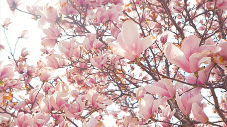 实拍春天春暖花开阳光穿透玉兰花花瓣视频