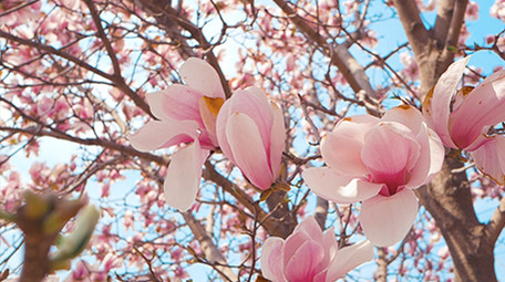 实拍春天春暖花开阳光穿透玉兰花花瓣视频