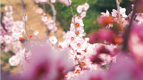 实拍温暖治愈春天春暖花开桃花花瓣随风飘动