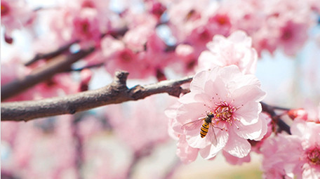 实拍温暖治愈春天春暖花开桃花花瓣随风飘动