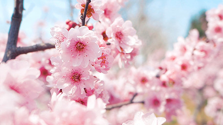 实拍温暖治愈春天春暖花开桃花花瓣随风飘动