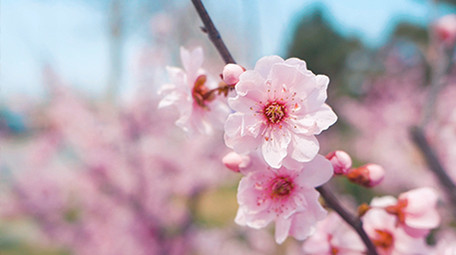 实拍温暖治愈春天春暖花开桃花花瓣随风飘动