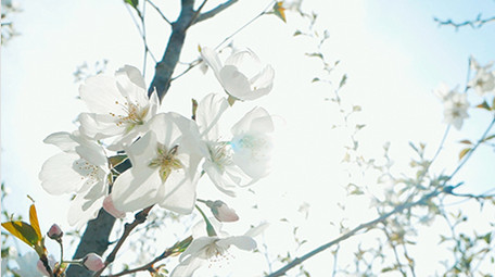 实拍春天温暖治愈阳光穿透白色花朵朦胧感