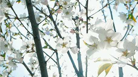 实拍春天温暖治愈阳光穿透白色花朵朦胧感