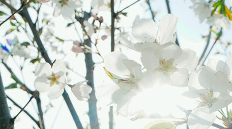 实拍春天温暖治愈阳光穿透白色花朵朦胧感