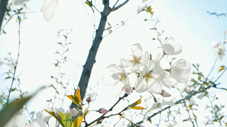 实拍春天温暖治愈阳光穿透白色花朵朦胧感