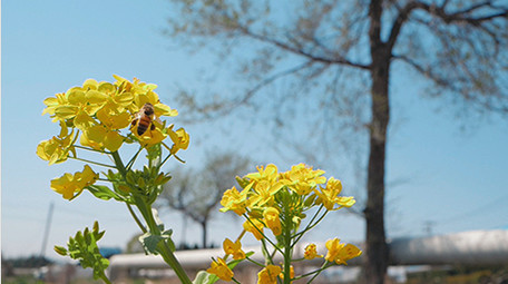 实拍春天春暖花开微距镜头下蜜蜂采蜜视频