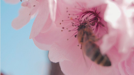 实拍春天春暖花开微距镜头下蜜蜂采蜜视频