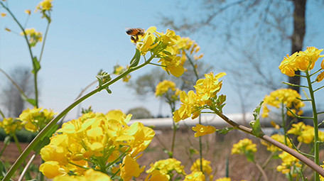 实拍春天春暖花开微距镜头下蜜蜂采蜜视频