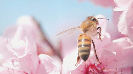 实拍春天春暖花开微距镜头下蜜蜂采蜜视频