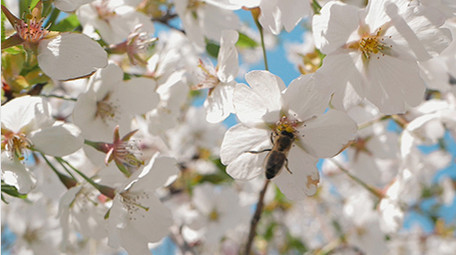 实拍春天温暖治愈蜜蜂白色花朵采蜜视频素材