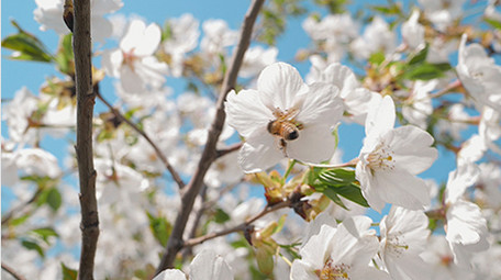 实拍春天温暖治愈蜜蜂白色花朵采蜜视频素材