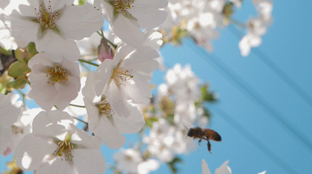 实拍春天温暖治愈蜜蜂白色花朵采蜜视频素材