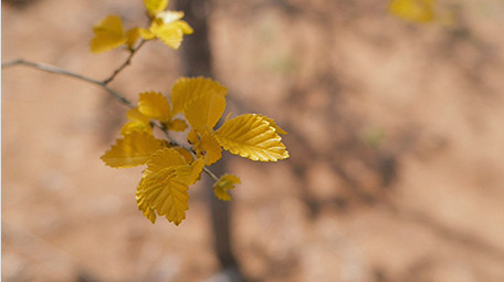 实拍温暖治愈春天榆树叶发芽阳光穿透树叶