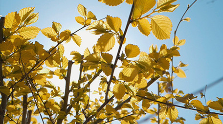 实拍温暖治愈春天榆树叶发芽阳光穿透树叶