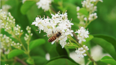 自然唯美白色小花花朵蜜蜂空镜实拍