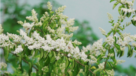 自然唯美白色小花花朵蜜蜂空镜实拍