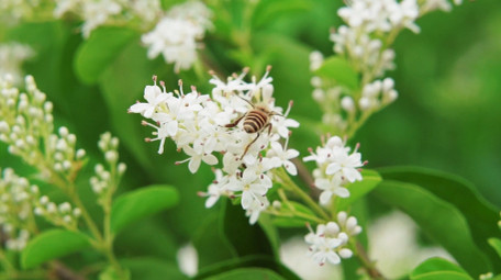 自然唯美白色小花花朵蜜蜂空镜实拍