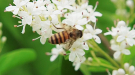 自然唯美白色小花花朵蜜蜂空镜实拍