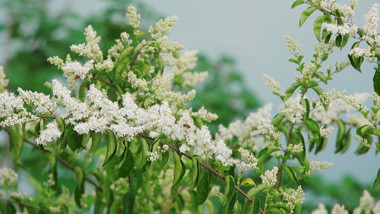 自然唯美白色小花花朵蜜蜂空镜实拍