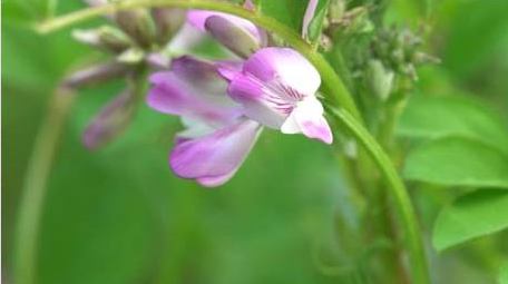 昆虫春天蜜蜂采蜜微距摄影