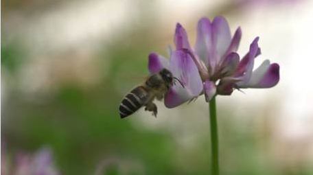 昆虫春天蜜蜂采蜜微距摄影