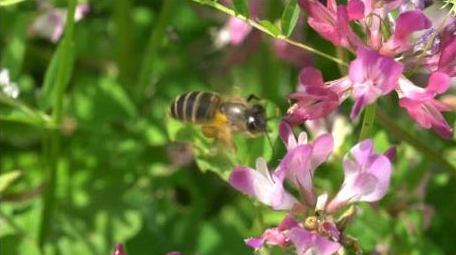 昆虫春天蜜蜂采蜜微距摄影