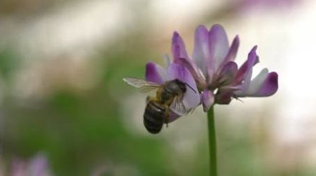 昆虫春天蜜蜂采蜜微距摄影