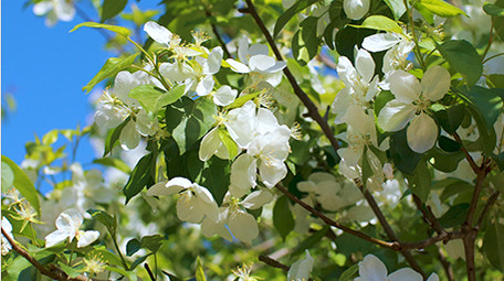 温暖治愈温馨清新春天花朵蓝天蜜蜂花瓣4K
