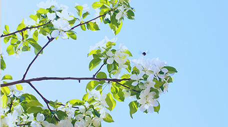 温暖治愈温馨清新春天花朵蓝天蜜蜂花瓣4K